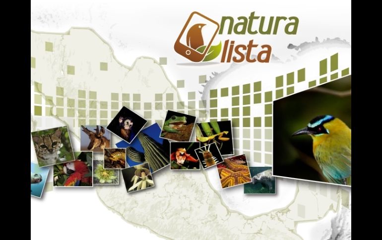 Desde el sitio conabio.inaturalist.org se puede participar en la dinámica de la aplicación. ESPECIAL /