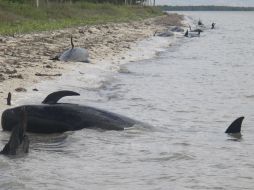 Indican que las posibles causas de esta situación pueden ser enfermedades, medioambientales u otras. EFE /