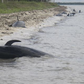 Más de 40 ballenas encallan en Parque Nacional de Florida