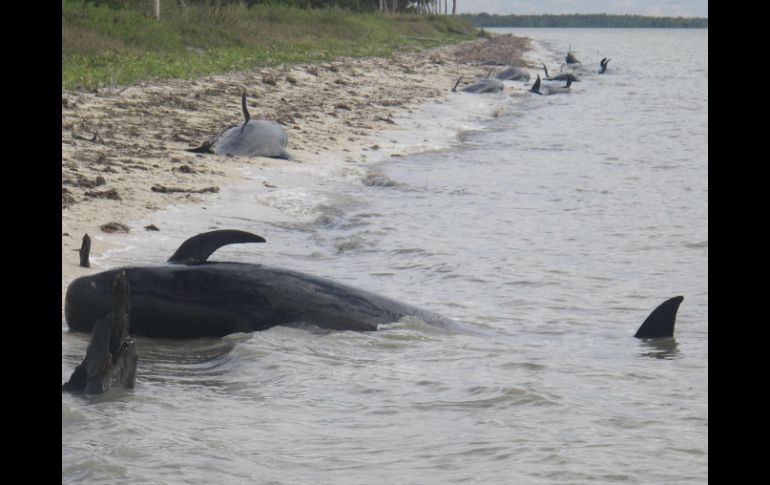 Indican que las posibles causas de esta situación pueden ser enfermedades, medioambientales u otras. EFE /