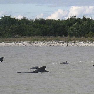Continúan tareas de rescate de ballenas varadas en EU