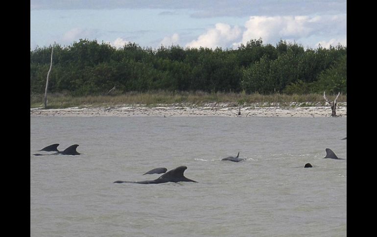 Las ballenas son de la especie 'piloto' o 'calderón común', están protegidas y son abundantes en el océano Atlántico. ARCHIVO /