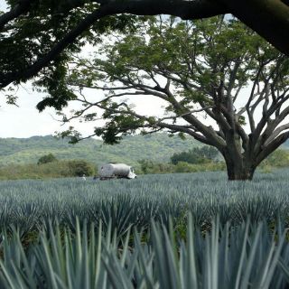 La Ruta del Tequila llega casi al millón de visitantes