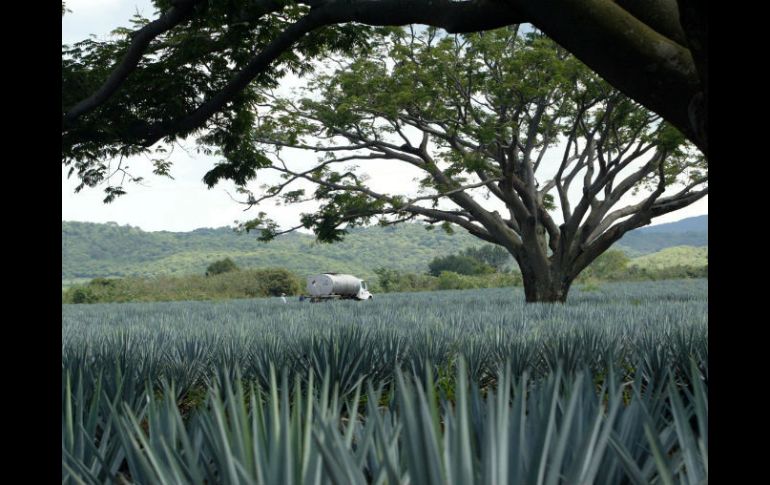 Buscan ampliar el alcance de la ruta a por lo menos dos municipios más, Tala y Ameca, para sumar un total de diez. ARCHIVO /