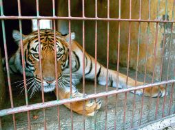 Indican que hace un año un cachorro de tigre fue hurtado del parque municipal Hernando de Villafaña. ARCHIVO /