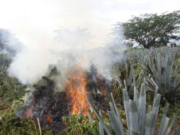 Las 62 hectáreas contenían 292 plantíos de mariguana que fueron incinerados. ARCHIVO /