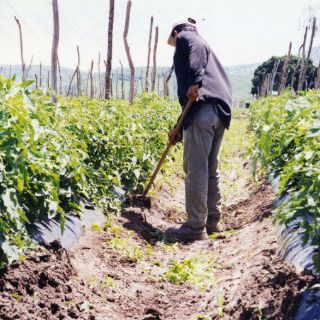 Baja competencia y pobreza amenazan agricultura mexicana