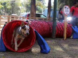 Ahora las mascotas tendrán un espacio para divertirse en Zapopan.  /