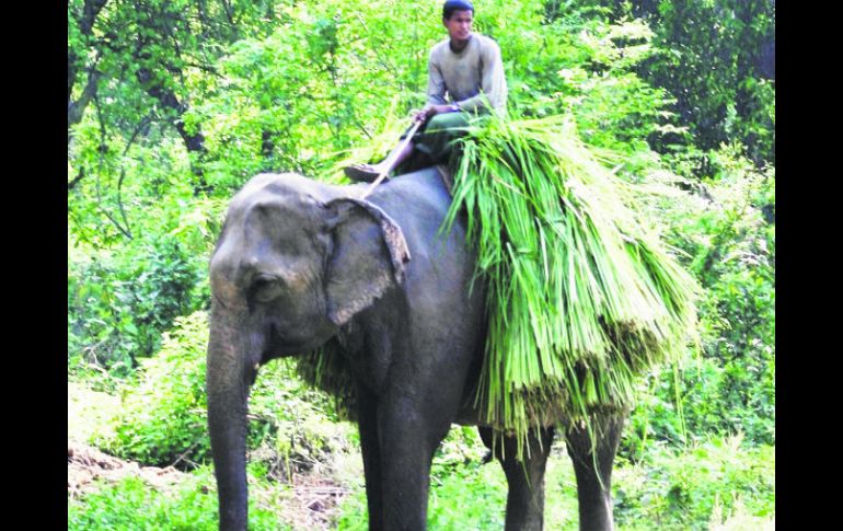 Paisaje. En la selva de Chitwan en Nepal la bella Hira calli, guiada por Shian su mahut, camina con su carga de pastura.  /