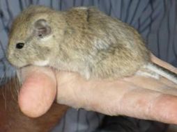 Este pequeño es el Tympanoctomys Kirchnerorum, descubierto en Sudamérica. ESPECIAL /