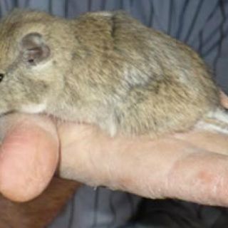 Argentina honra a Kirchner con un ratón