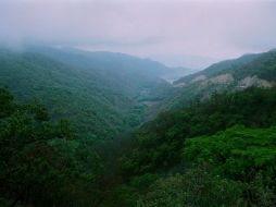 Buscan lograr que los bosques de Jalisco sean productivos para los dueños y poseedores de terrenos forestales. ARCHIVO /