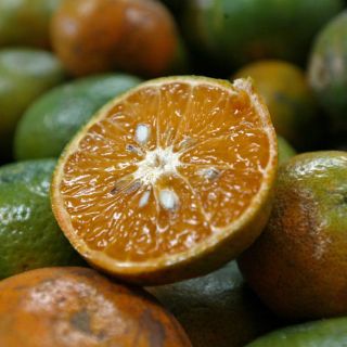 Cítricos, los mejores aliados contra obesidad y resfriado