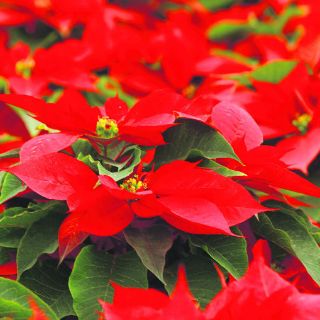 El valor comercial de la flor de Nochebuena alcanza los 420 MDP