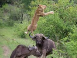 El clip ha logrado posicionarse como uno de los más vistos en Estados Unidos. ESPECIAL /