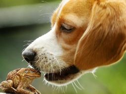 Los perros buscan lamer la espalda de este sapo. ESPECIAL /
