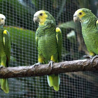El loro orejiamarillo renace con ayuda de España y Colombia