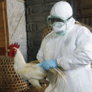 Muere mujer por tipo de gripe aviar nunca antes hallado en humanos