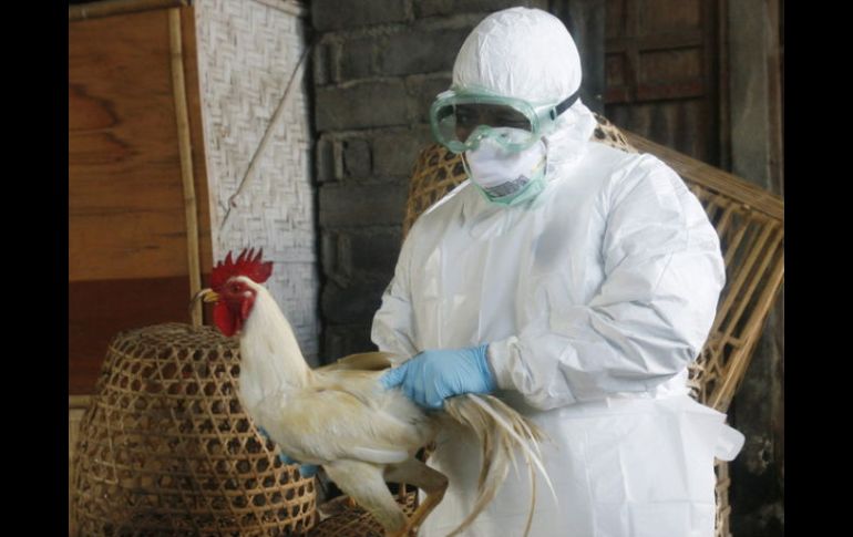 Investigadores confirmaron la presencia de un virus antes hallado en aves pero nunca hasta ahora en humanos. ARCHIVO /