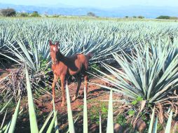 El año que entra se mantendrá un nivel similar  /