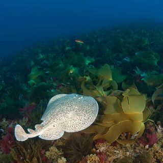 Gorringe, hábitat de nuevas especies marinas