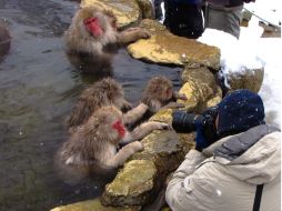 El agua cálida de las aguas termales permite la supervivencia del mono en los meses de invierno. ESPECIAL /