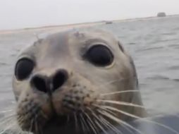 La foca nadó hasta el pequeño barco de los cazadores. ESPECIAL /
