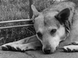 Cualquier animal de carácter doméstico es una responsabilidad. ARCHIVO /