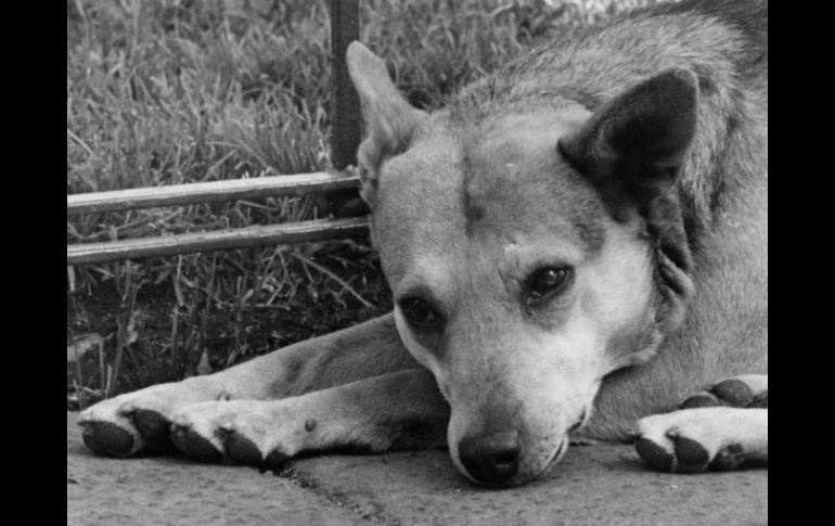 Cualquier animal de carácter doméstico es una responsabilidad. ARCHIVO /