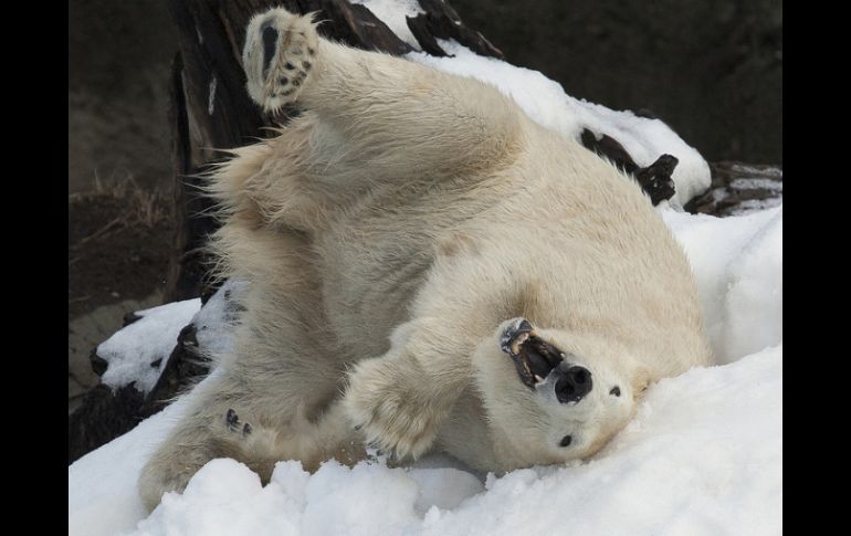 Los osos polares han ido adaptándose a los cambios ambientales. ARCHIVO /