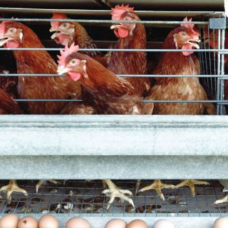 Recuperación por gripe aviar aún tardará