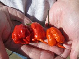 El Carolina Reaper posee 2.2 millones de unidades Scoville que mide el picor de un chile. Un jalapeño cuenta con cinco mil de éstas. AP /