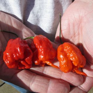 El chile más picante se cultiva en EU
