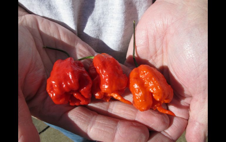 El Carolina Reaper posee 2.2 millones de unidades Scoville que mide el picor de un chile. Un jalapeño cuenta con cinco mil de éstas. AP /