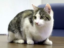 Es importante llevar a tu gato al veterinario, quien valorará su salud. ARCHIVO /