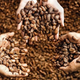 El cacao, estrella de 2013, eclipsa al café y al azúcar