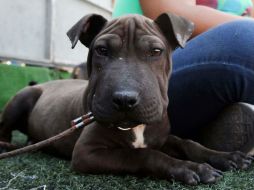 Las mascotas deben ser colocadas en jaulas especiales para su traslado. ARCHIVO /