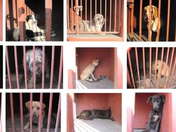 Elementos del antirrábico aseguraron a los canes. ARCHIVO /