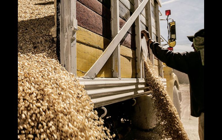 Quedaron también libres del impuesto la harina de trigo, la de maíz, el nixtamal y la masa de maíz, entre otros.  /