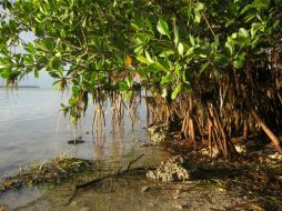 Los manglares prosperan en las aguas costeras calmas y poco profundas en los trópicos. ESPECIAL /