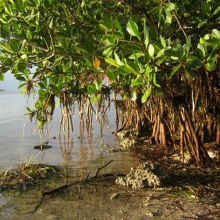 Cambio climático causa expansión de manglares en Florida