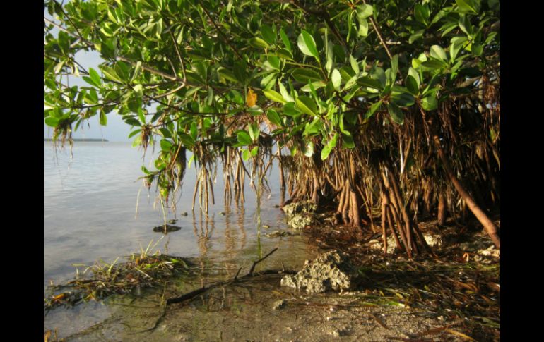 Los manglares prosperan en las aguas costeras calmas y poco profundas en los trópicos. ESPECIAL /