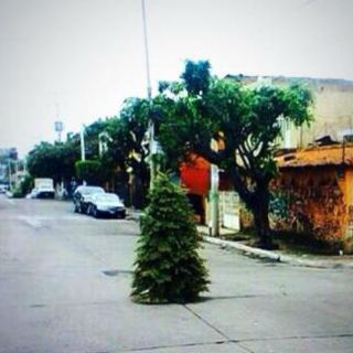 Tapatíos señalan baches con arbolitos de Navidad