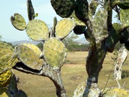 El cereal Kampin está elaborado con base en harina de avena con nopal y arándanos, además de zumo y ralladura de cítricos. ARCHIVO /