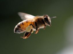 Si las abejas desaparecen, la polinización ya no se podría llevar a cabo y se reduciría la producción de alimentos. ARCHIVO /