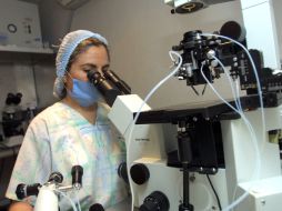 Estos trabajos pueden convertirse en una esperanza de vida para pacientes con enfermedades hepáticas crónicas. ARCHIVO /