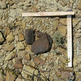 Encuentran en Colorado fósil de cucaracha que creían europea