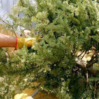 Tlaquepaque lleva a cabo recolección de árboles navideños