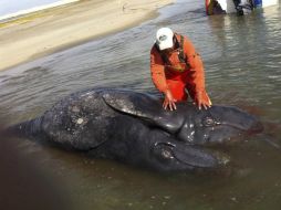 Por la posición en que se encontraban los ballenatos, de unos 3.5 metros de longitud, no podían respirar y alimentarse. EFE /