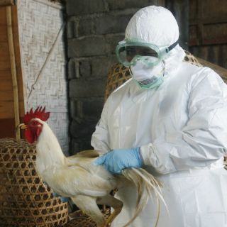 Canadá reporta el primer caso mortal de gripe aviar H5N1